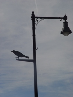 Audubon Birds Installation2